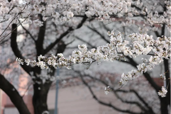 说明: //rcb.clcat.net/__local/0/0E/1A/F90418D62B9F0009BCED62872C7_74EA8EE1_1382B8.png